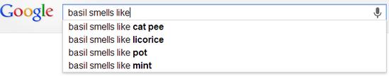 Google Search Basil Cat Pee