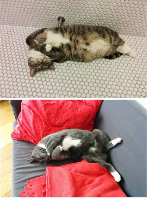 Cats Chilling Poses
