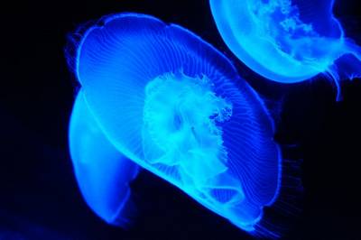 Antichrist signs: Blue glow jellyfish